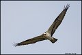 _0SB8296 osprey in flight